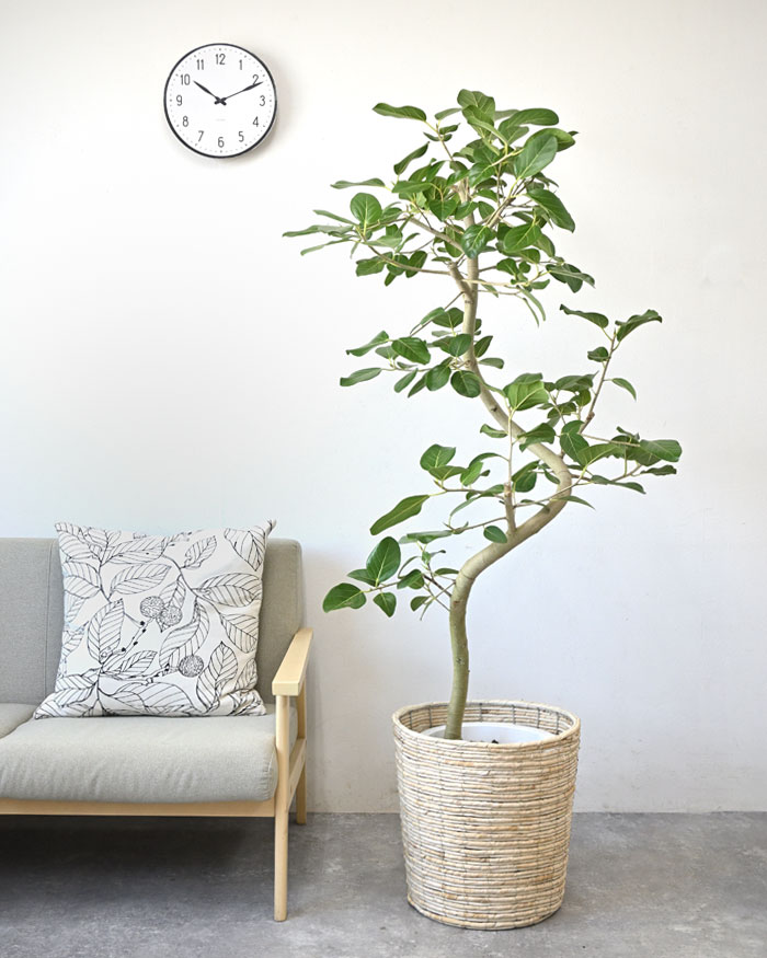 ベンガルボダイジュ