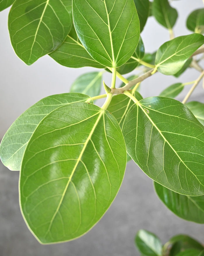 ベンガルボダイジュ