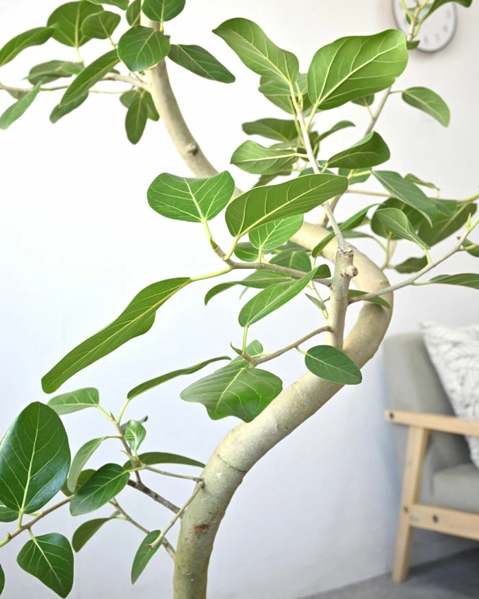 ベンガルボダイジュ