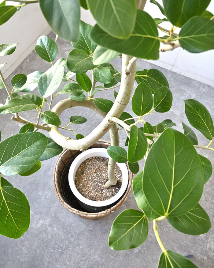 ベンガルボダイジュ