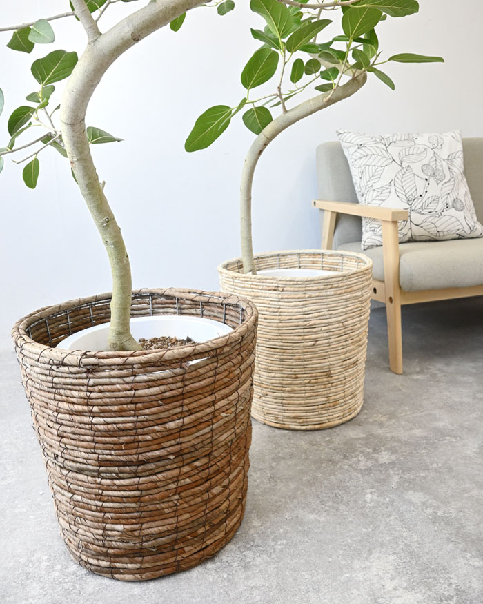 ベンガルボダイジュ