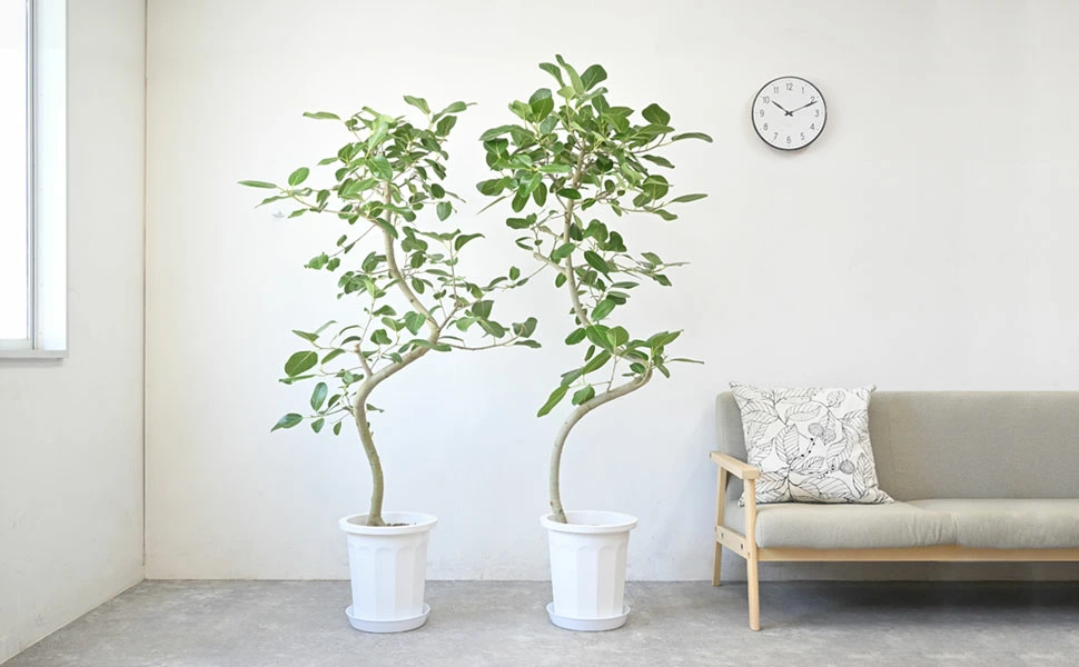 ベンガルボダイジュ