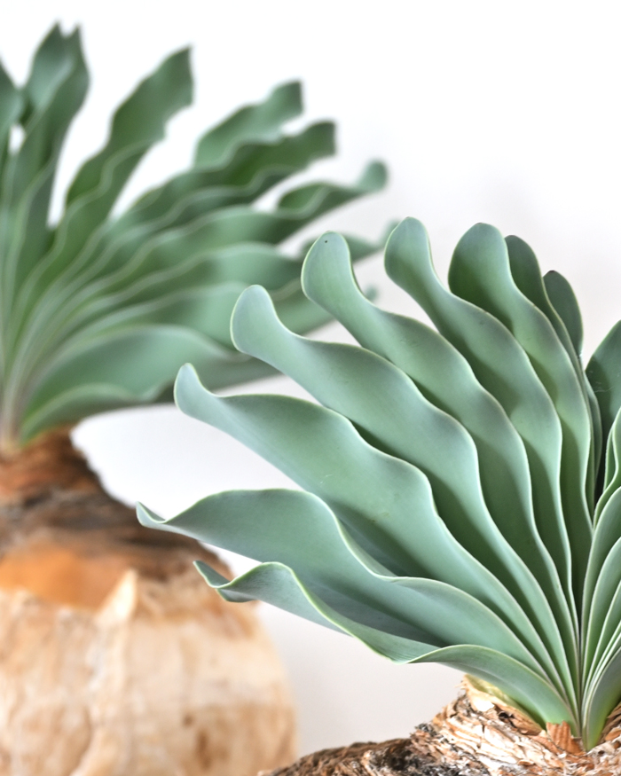 ブーファン・ハエマンソイデス