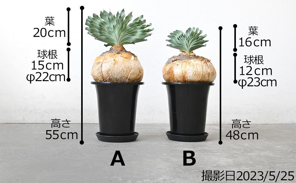ブーファン・ハエマンソイデス