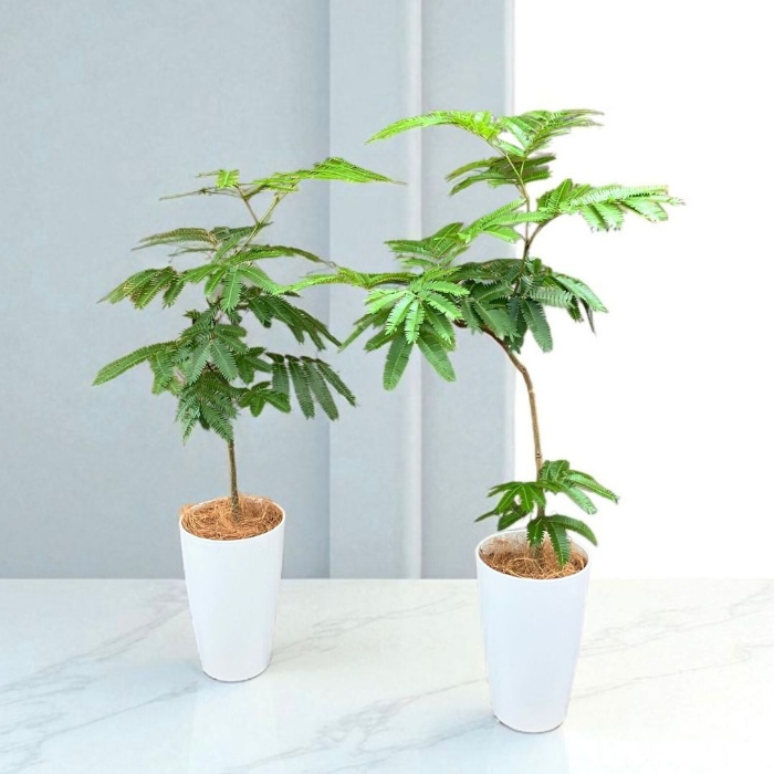 エバーフレッシュ