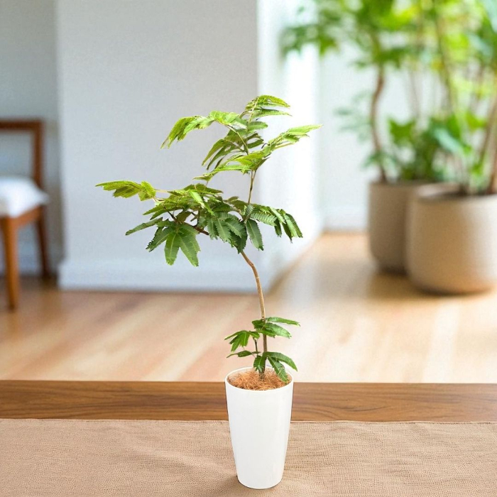 エバーフレッシュ