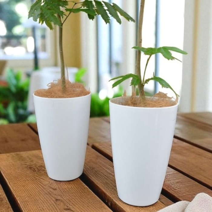 エバーフレッシュ