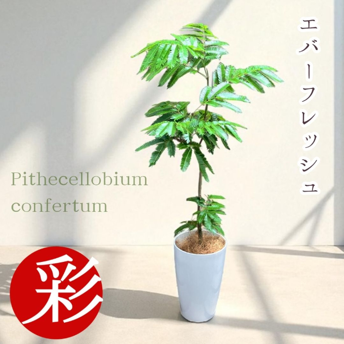 エバーフレッシュ