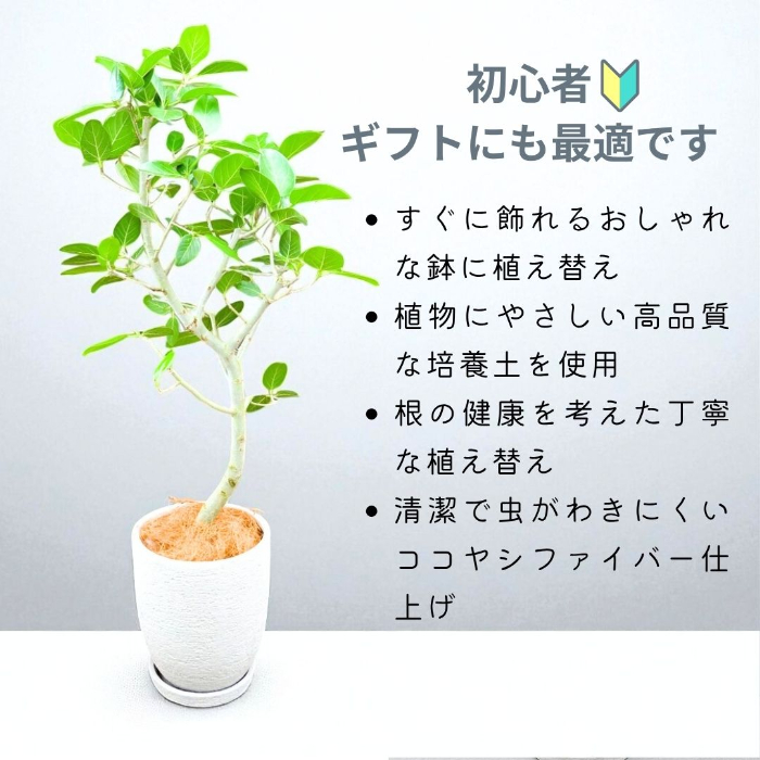 ベンガルボダイジュ