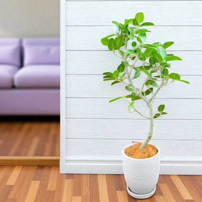 ベンガルボダイジュ