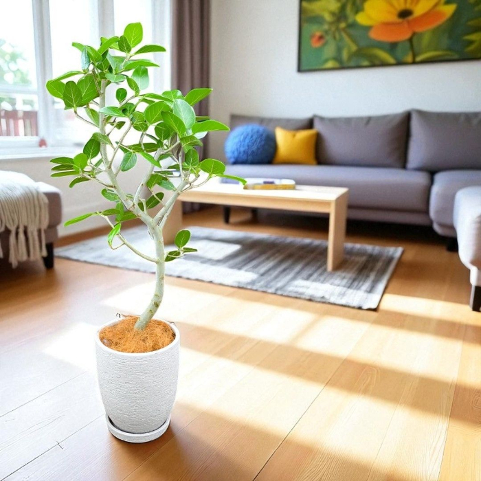 ベンガルボダイジュ