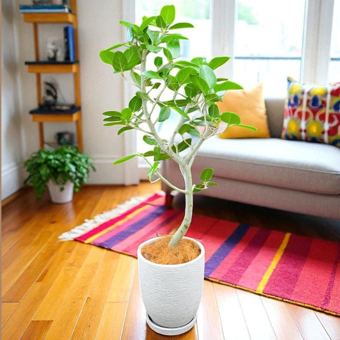 ベンガルボダイジュ