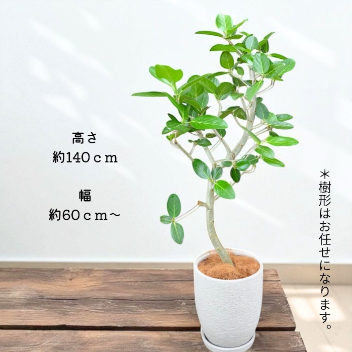 ベンガルボダイジュ