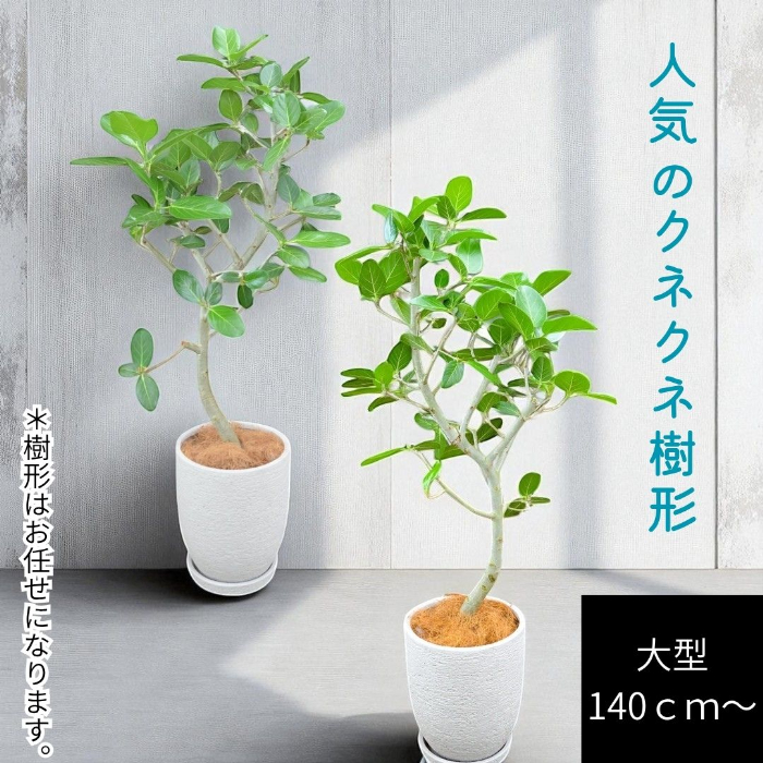 ベンガルボダイジュ