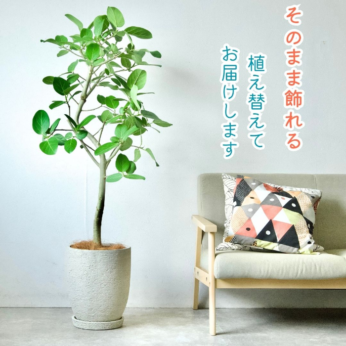 ベンガルボダイジュ