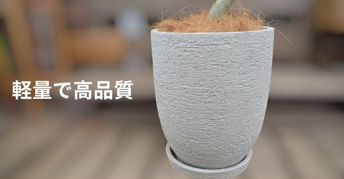 ベンガルボダイジュ