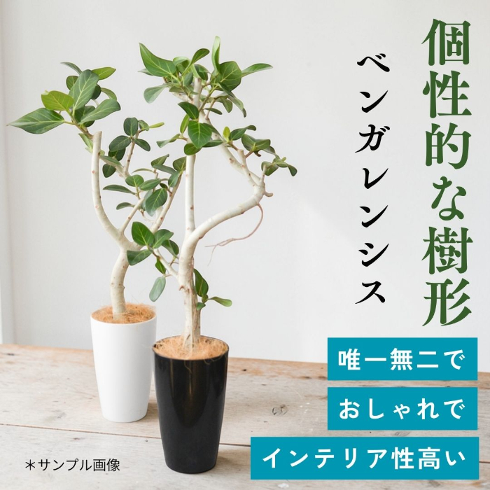 ベンガルボダイジュ