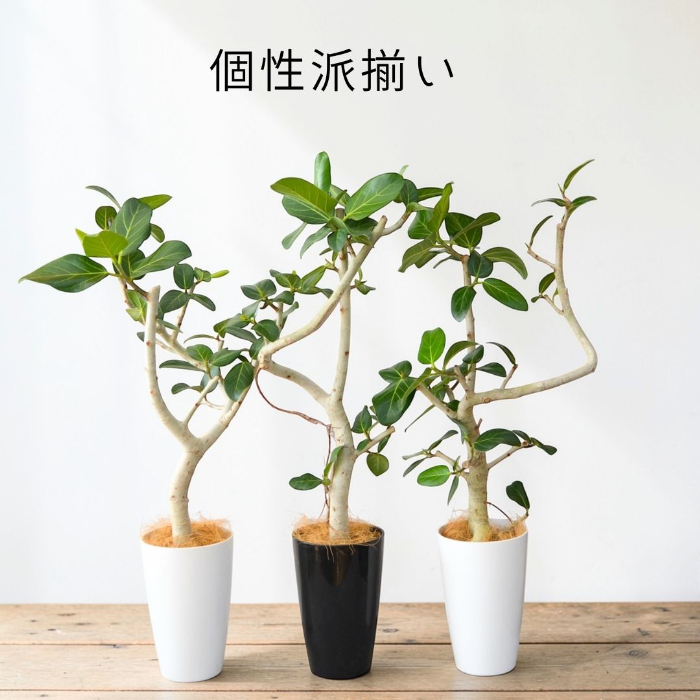 ベンガルボダイジュ