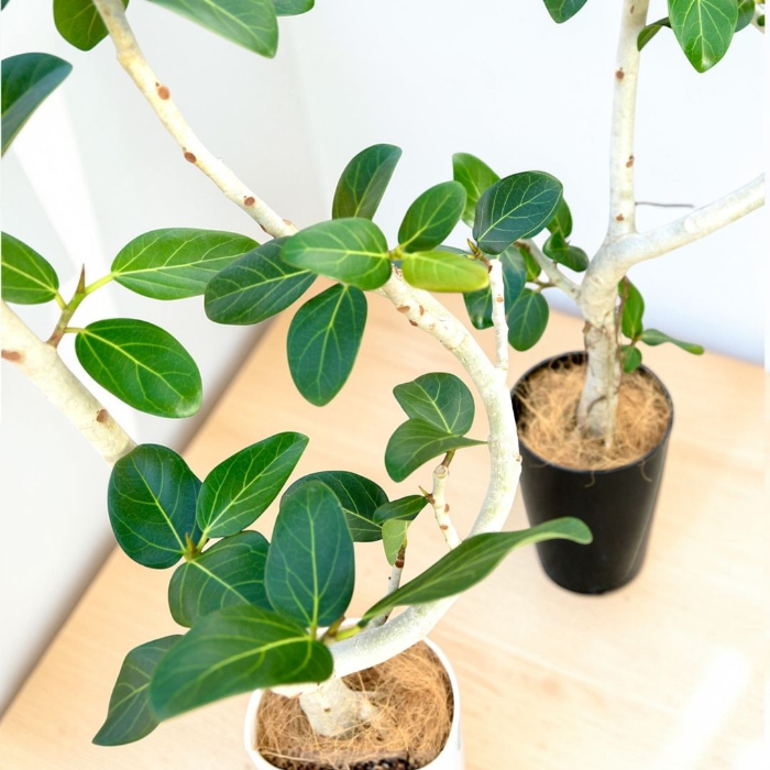 ベンガルボダイジュ