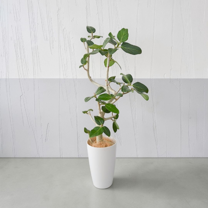 ベンガルボダイジュ