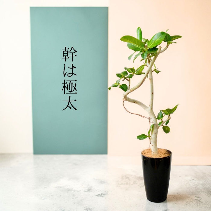 ベンガルボダイジュ