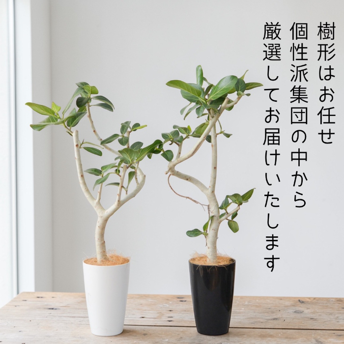 ベンガルボダイジュ