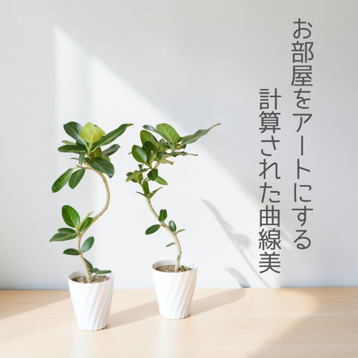 ベンガルボダイジュ