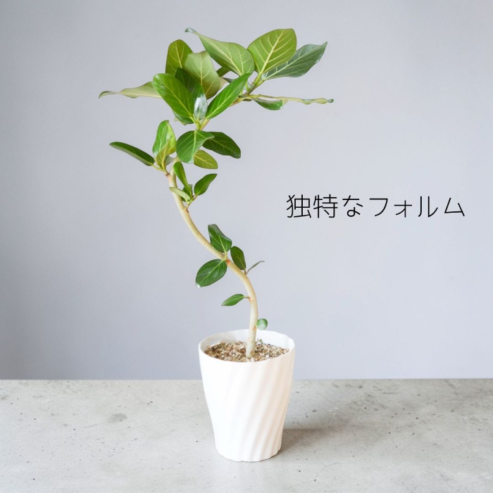 ベンガルボダイジュ