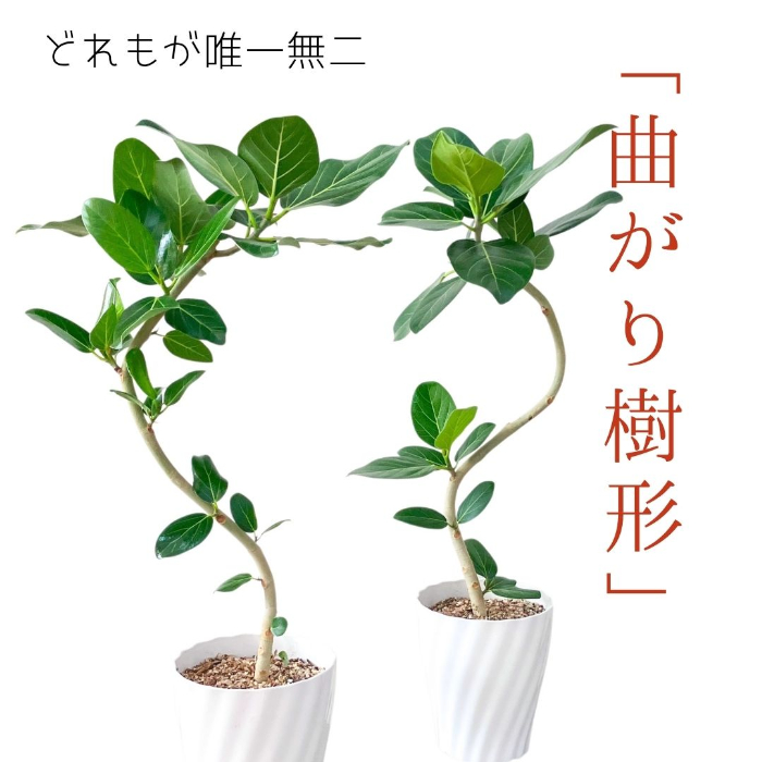 ベンガルボダイジュ