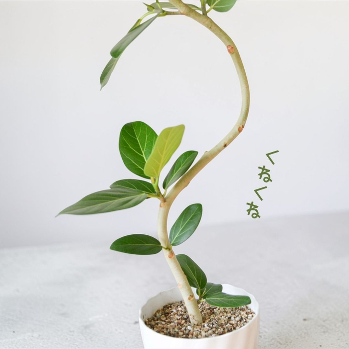 ベンガルボダイジュ