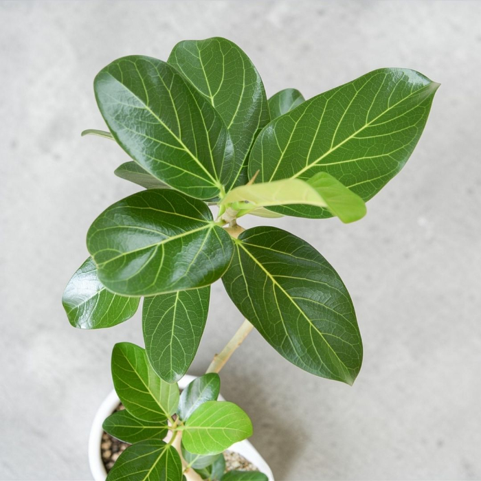 ベンガルボダイジュ