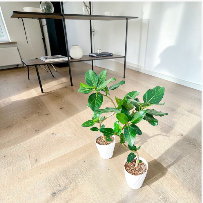 ベンガルボダイジュ