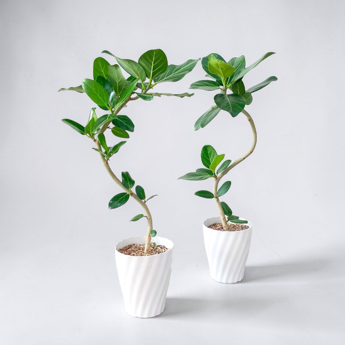 ベンガルボダイジュ