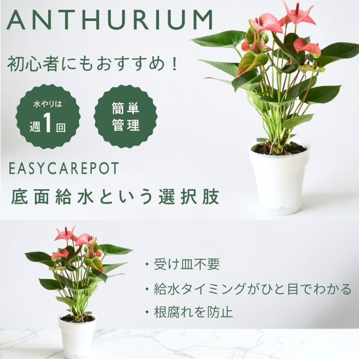 アンスリウム ロイヤルピンクチャンピオン 全体