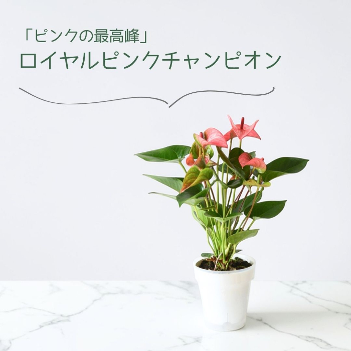 アンスリウム ロイヤルピンクチャンピオン 接写