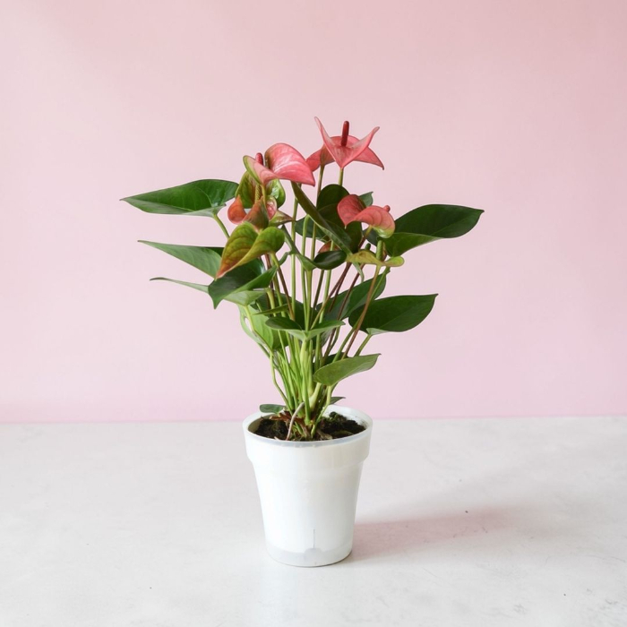 アンスリウム 飾り方イメージ