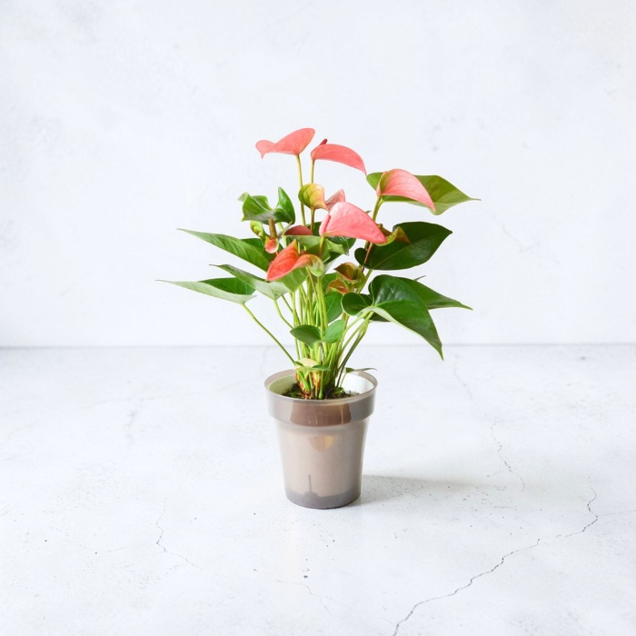 ポットカラー例1