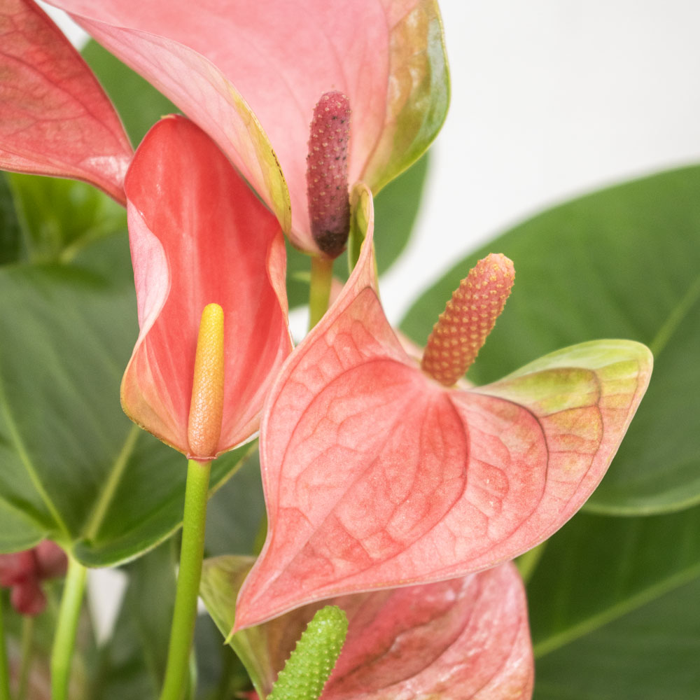 ロイヤルピンクの発色