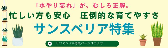 サンスベリアのエピソード