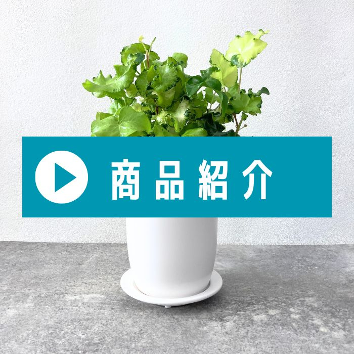 アイビー（ヘデラ）・ムーンライト お洒落な陶器製マットポット入り