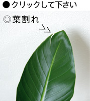 オーガスタ 知っておいていただきたいこと 