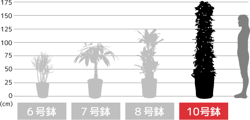 6号鉢・7号鉢・8号鉢・10号鉢の高さ比較