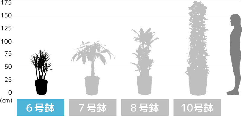 6号鉢・7号鉢・8号鉢・10号鉢の高さ比較