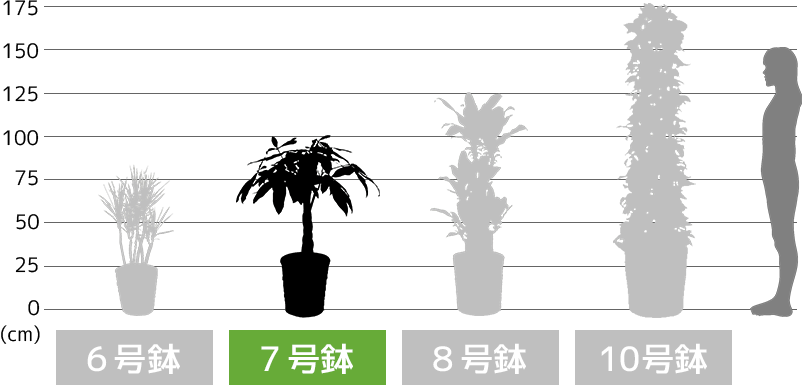 6号鉢・7号鉢・8号鉢・10号鉢の高さ比較