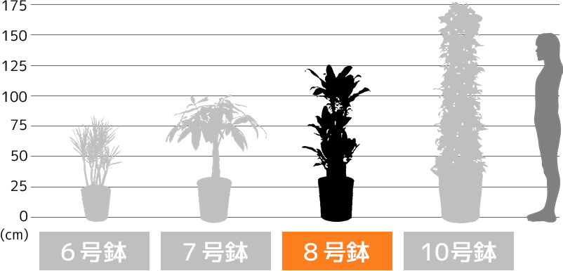 6号鉢・7号鉢・8号鉢・10号鉢の高さ比較
