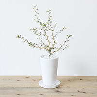 ソフォラ・ミクロフィラ