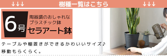 ６号鉢　選べる種類はこちら