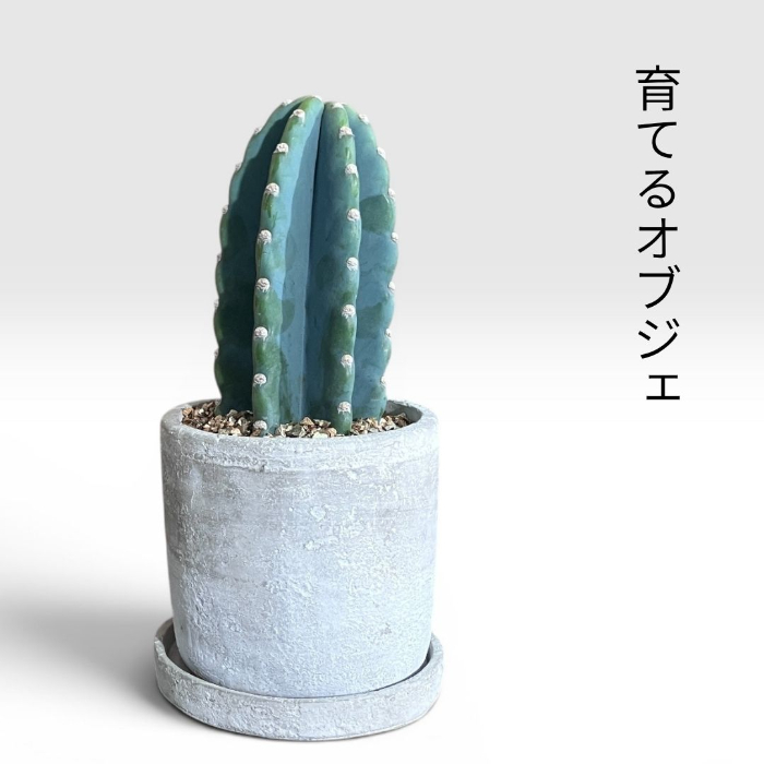 サボテン ヌーダム インテリア