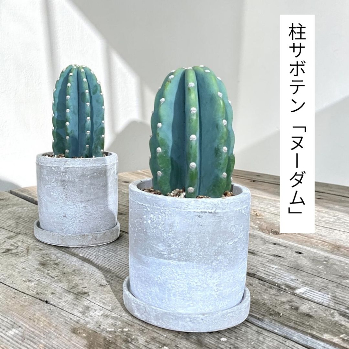 育てるオブジェ ヌーダム