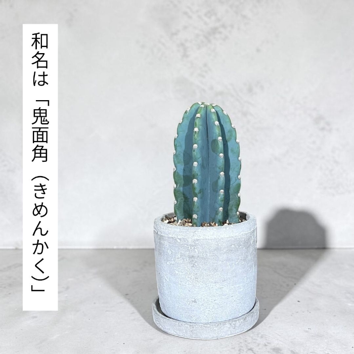 和名は鬼面角
